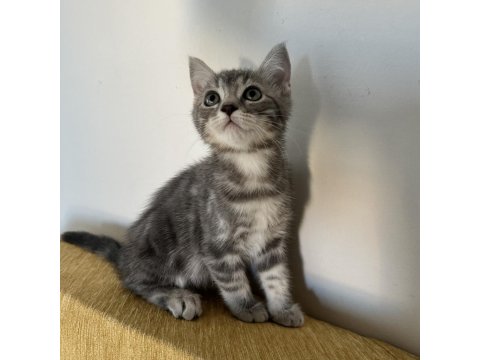 Rus-İran Kırması Yavru Kediler