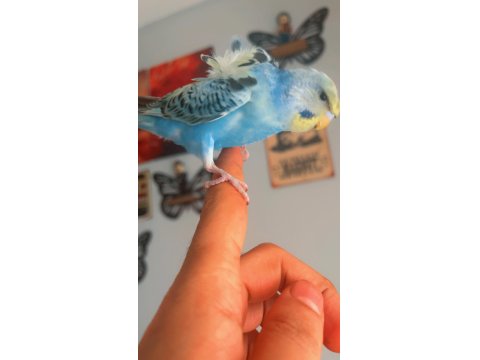 Ful Evcil Japones Yavru Muhabbet Kuşu