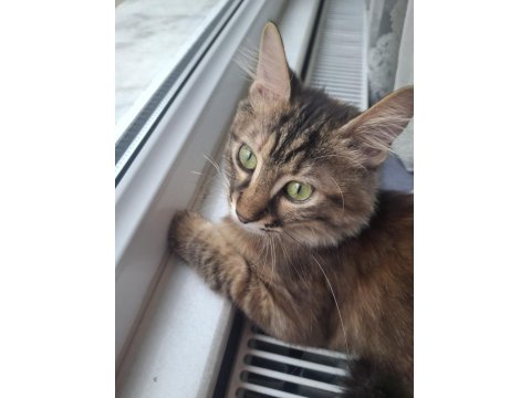 Nazlı Kızımız Kedimize Yuva