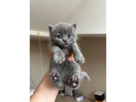 Safkan British Shorthair Gri Yavrular