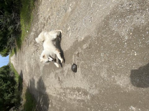 3 Yaşında Dişi Uysal Samoyed
