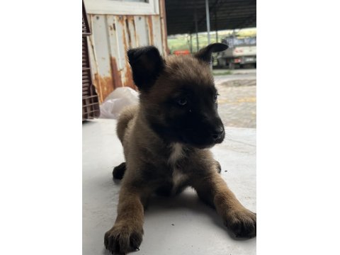 A++ Belçika Malinois Yavrular