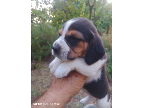 Şampiyon Soyundan Beagle Yavrular