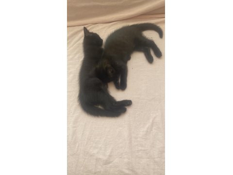 Scottish İle Smokin Kırması