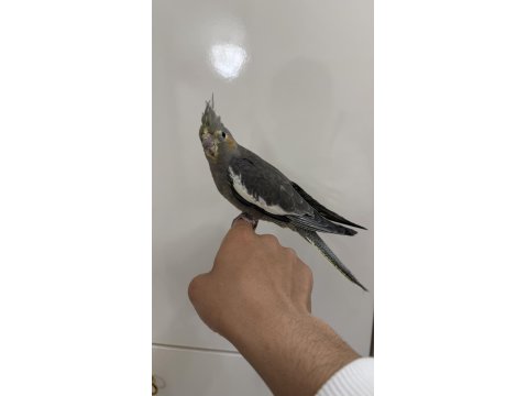 Sultan Papağanlar Sahiplendirilecekler