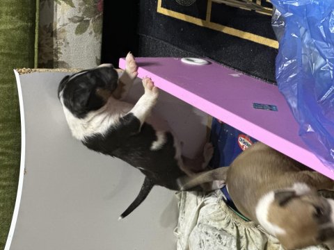 1 Buçuk Aylık Bull Terrier Yavrularımız