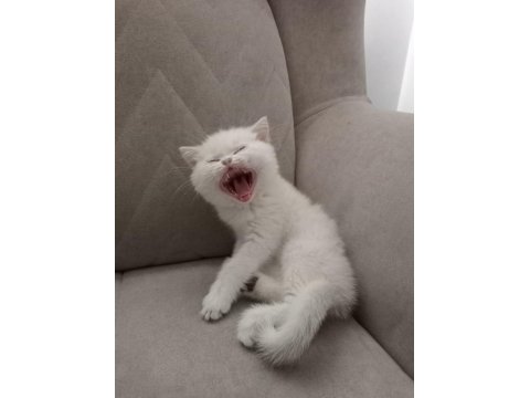 British Golden Babadan Beyaz Cins Yavru Kediler