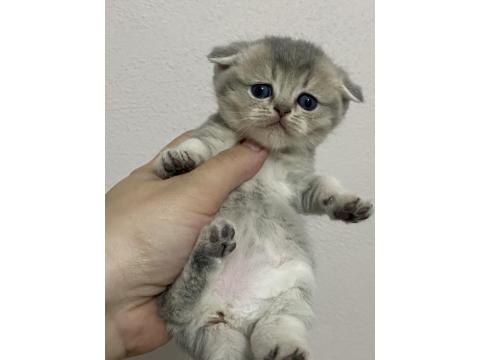 Scottish Fold Ve Scottish Straight Bebekler