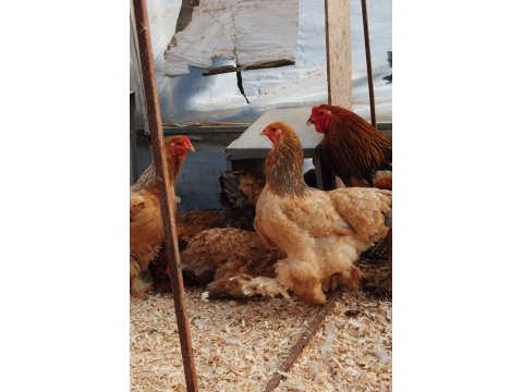 Buff Brahma Kuluçkalık Yumurta