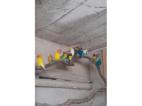 Yavru Cennet Papağanlarımız