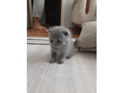 Gümüş Kardeş Kediler