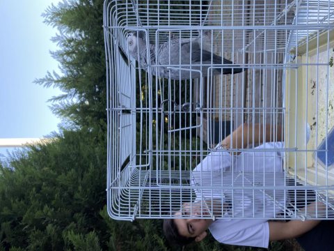 Üst Düzey Jako Papağanı 4 Yaşında