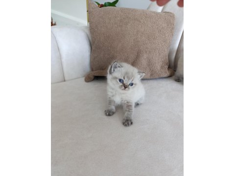 British Shorthair Yavrular