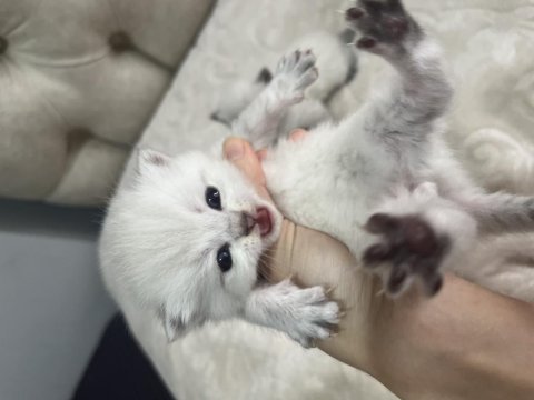 6 Adet British Shorthair Blue Point Yavru
