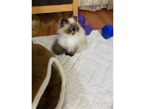 İran Himalayan Tatlı Kedimize Yuva Arıyoruz