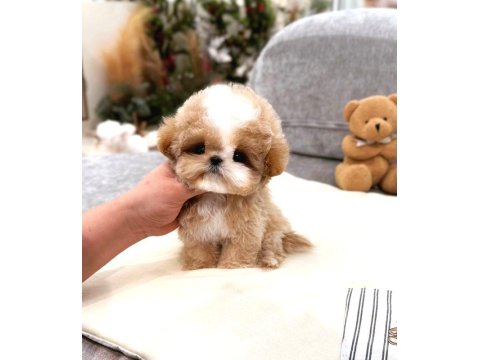 Kore Matipoo Köpeği Yavrularım