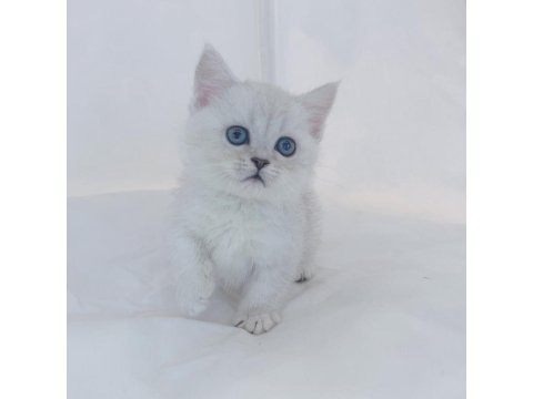 British Shorthair Kedisi Yavruları