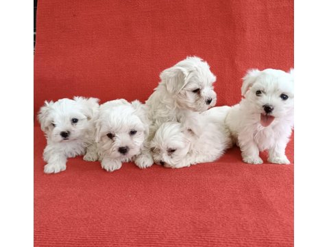 0 Numara Maltese Köpeği Yavrular