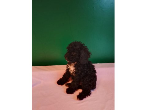 Siyah Mini Toy Poodle Yavrularımız