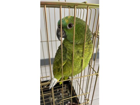 Konuşan Blue Front Amazon Papağan