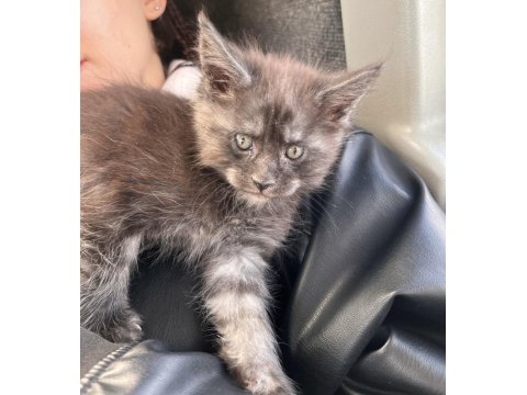Safkan Maine Coon Smoke Yavrular