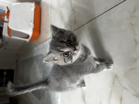 Scottish Fold Ve Straight Yavrular