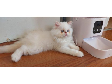 2 Aylık Erkek Bebek Köpeğimiz Yuva Arıyor