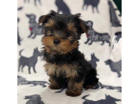 Yorkshire Terrier Yavrularım Sağlık Ve Irk Garantilidir