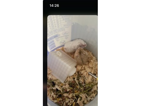 Hamster Gonzales İzmir Buca Orjinal Ve Tatlı