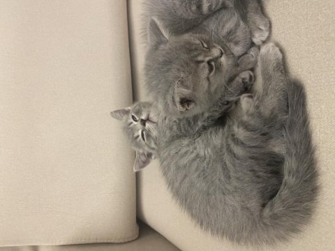 2 Aylık Scottish Straight Bebek