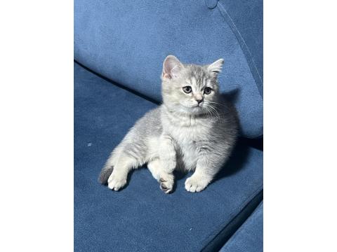 2 Aylık British Shorthair Bebekler