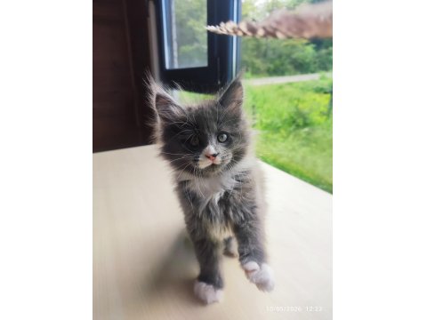 Tüm Aşı Ve Belgeleri İle Eksiksiz Dernek Kayıtlı Şecereli Maine Coon