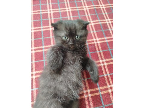 Scottish Fold Yavru Kedimiz