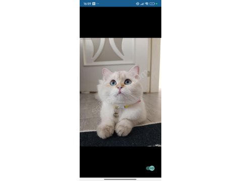 British Longhair Kedimiz Yeni Yuva Bekliyor