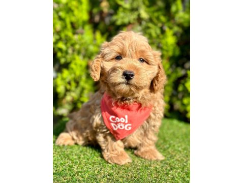 Sevimli Maltipoo Yavrular