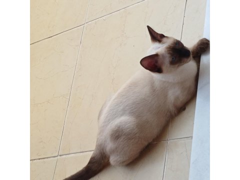 Siyam Kedisi Yavrular