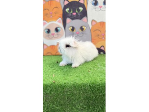 Hollanda Teddy Lop Tavşan Yavruları
