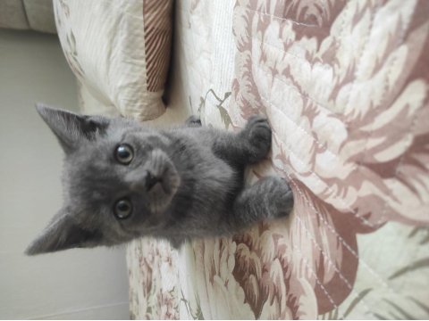British Shorthair Yeni Yuvamızı Arıyoruz