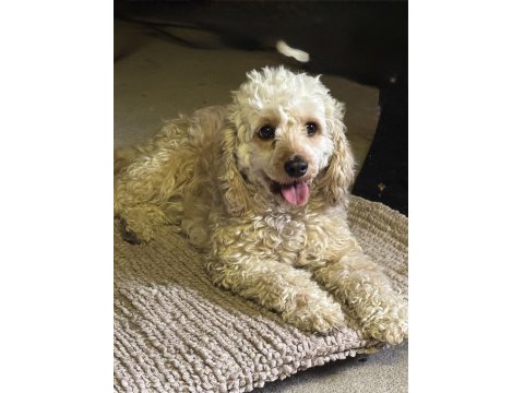 2.5 Yaşında Dişi Maltipoo