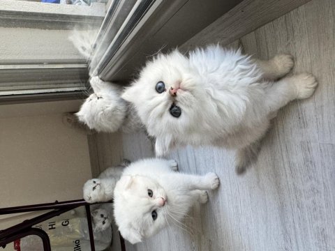 Orjinal En Tatlı British Longhair Bebekler