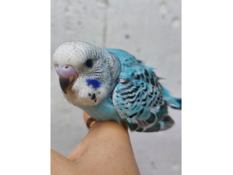 Alıştırmalık Ve Konuşturmalık Muhabbet Kuşu Yavrular