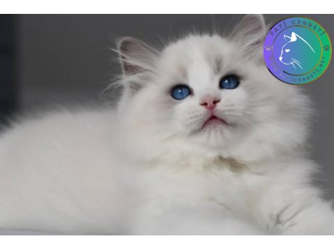 Görkemli Ragdoll Yavrumuz