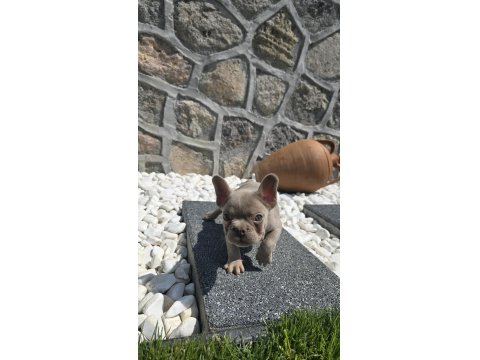 Yeşil Göz İzabella Erkek French Bulldog