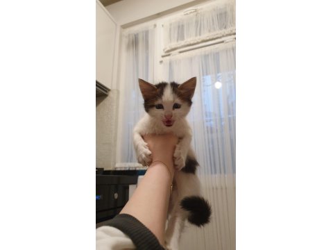 Van Kedisi Kırması