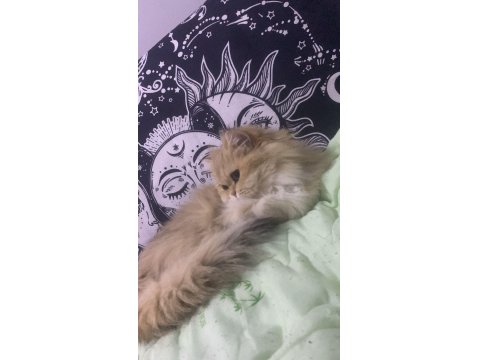 Sevgi Dolu British Longhair Kedisi