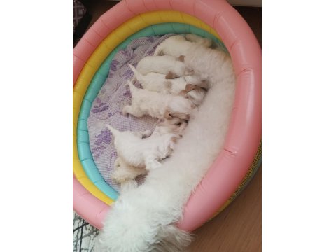 Acil Satılık Köpekler