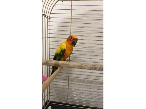 Güneş Konur Papağanı