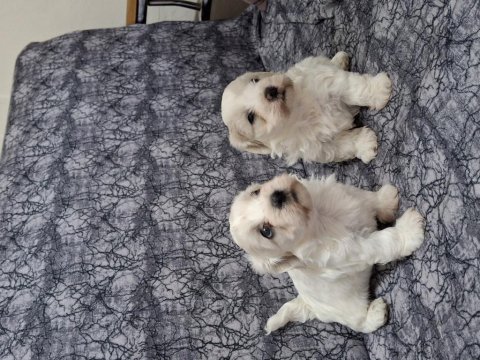 Terrier Maltese 0 Numara