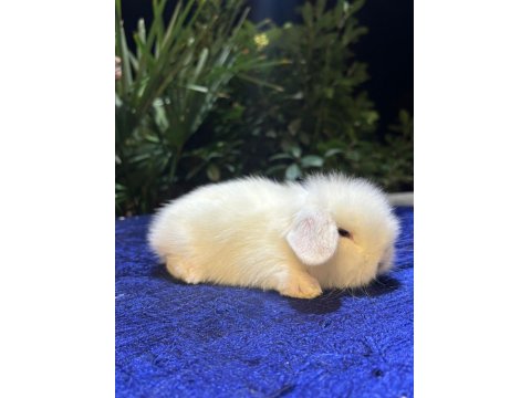 Safkan Evcil Yavru Tavşanlar Her Yere Gönderim