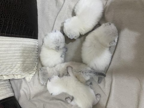 Scottish Fold Evinizin Neşesi Olsun